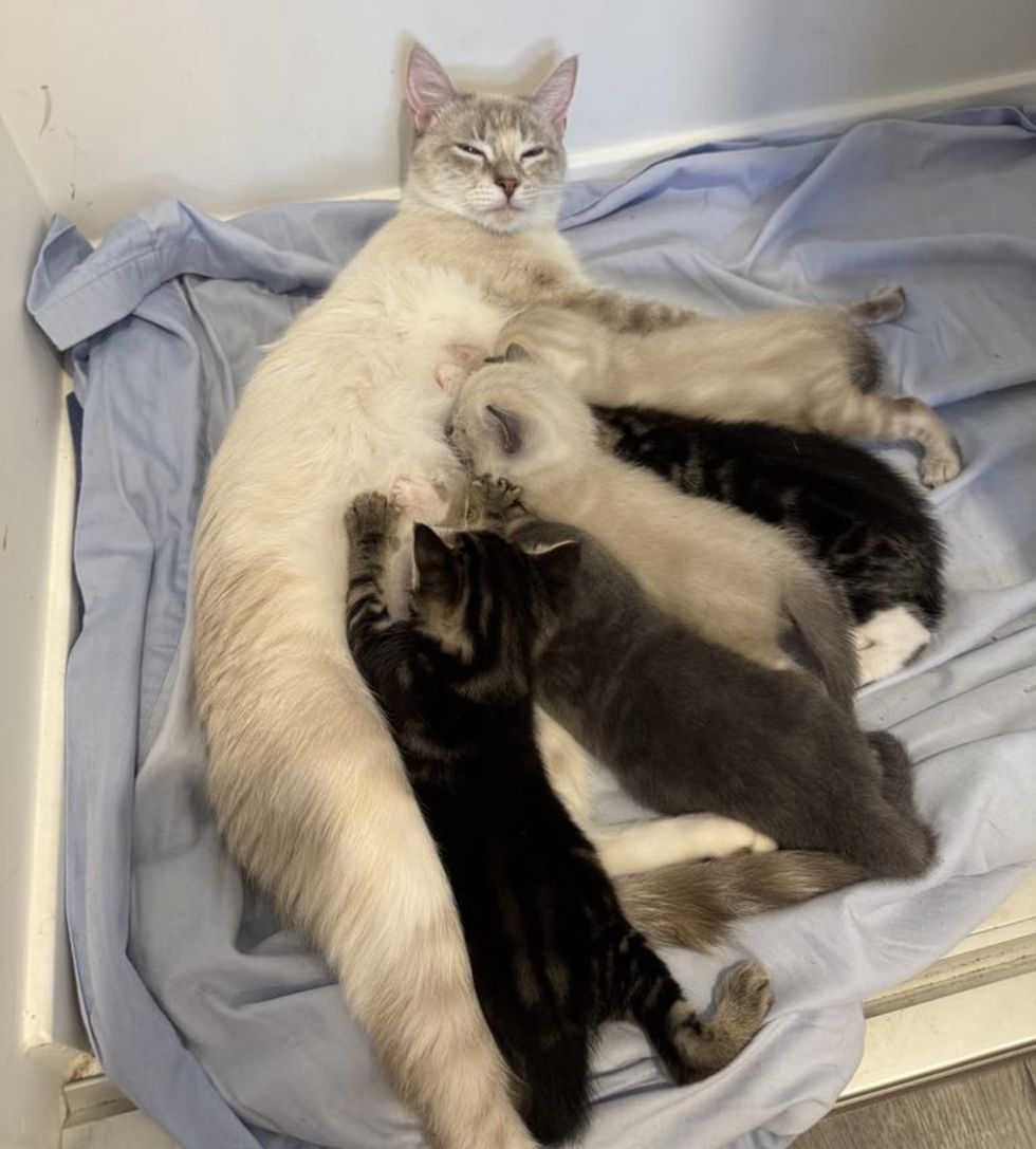 cat mom nursing kittens