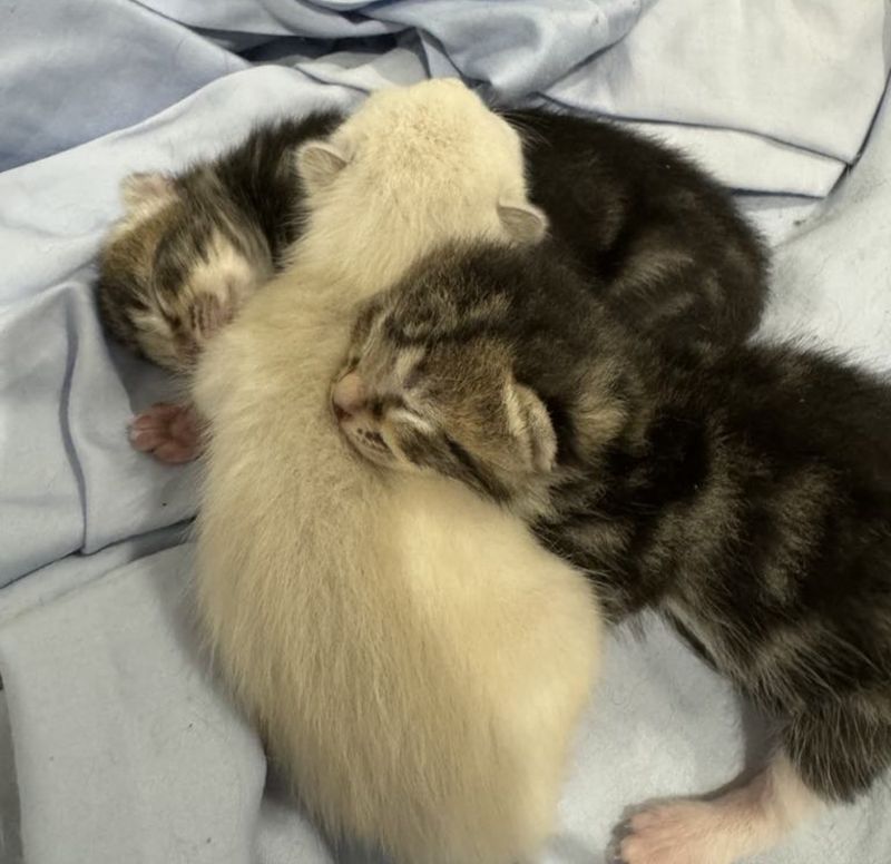 newborn kittens