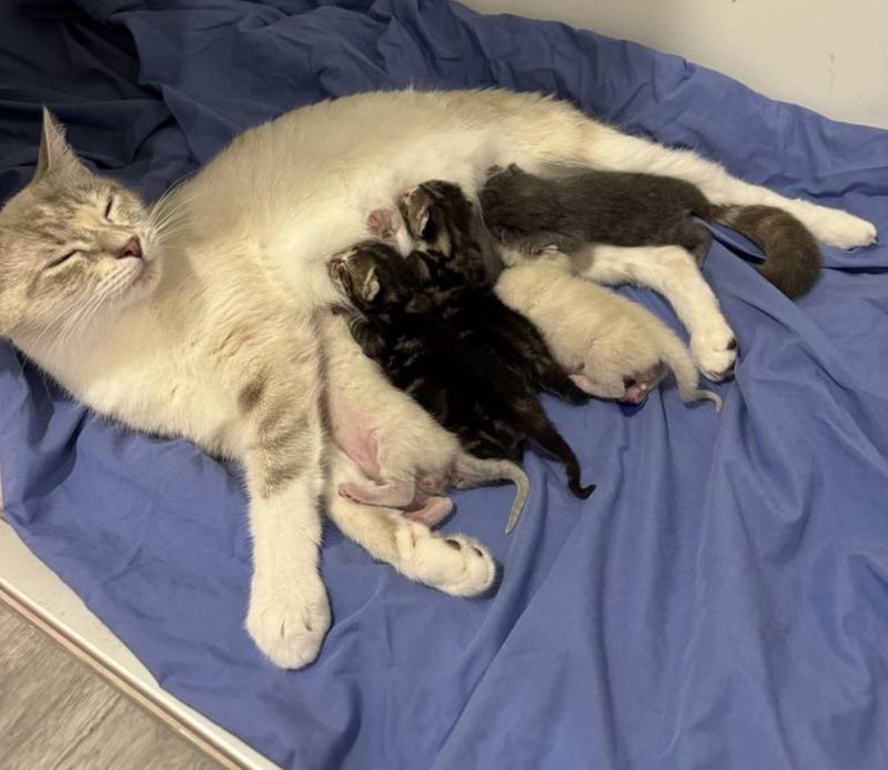 cat mother nursing kittens