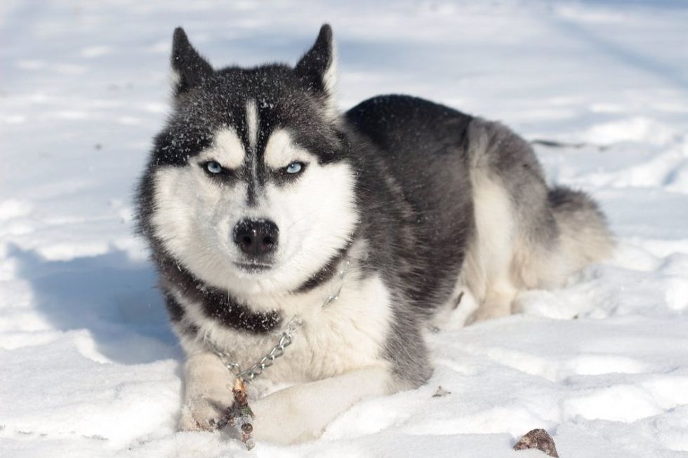 husky dog