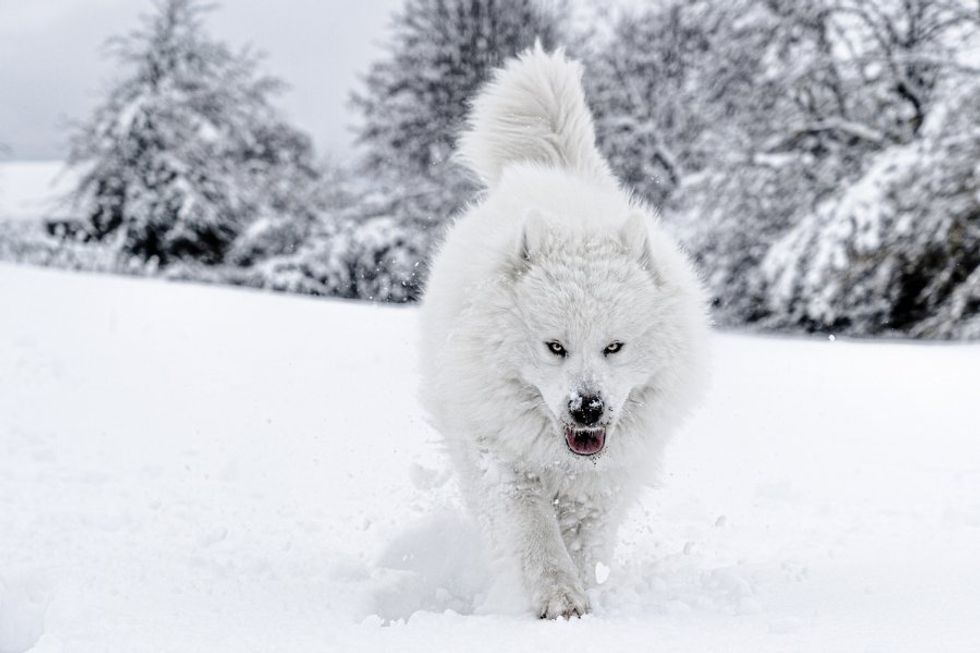 samoyed dog