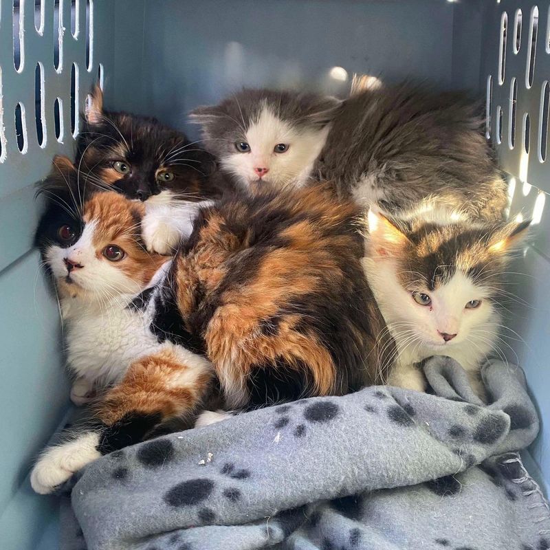 shy kittens huddled carrier