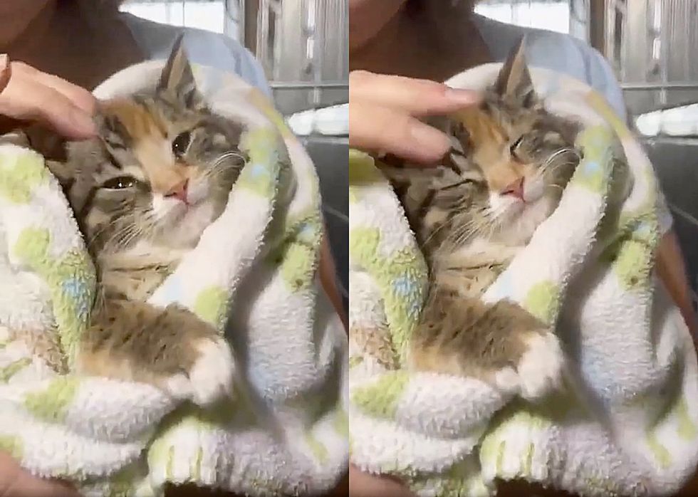 kitten purrito cuddles