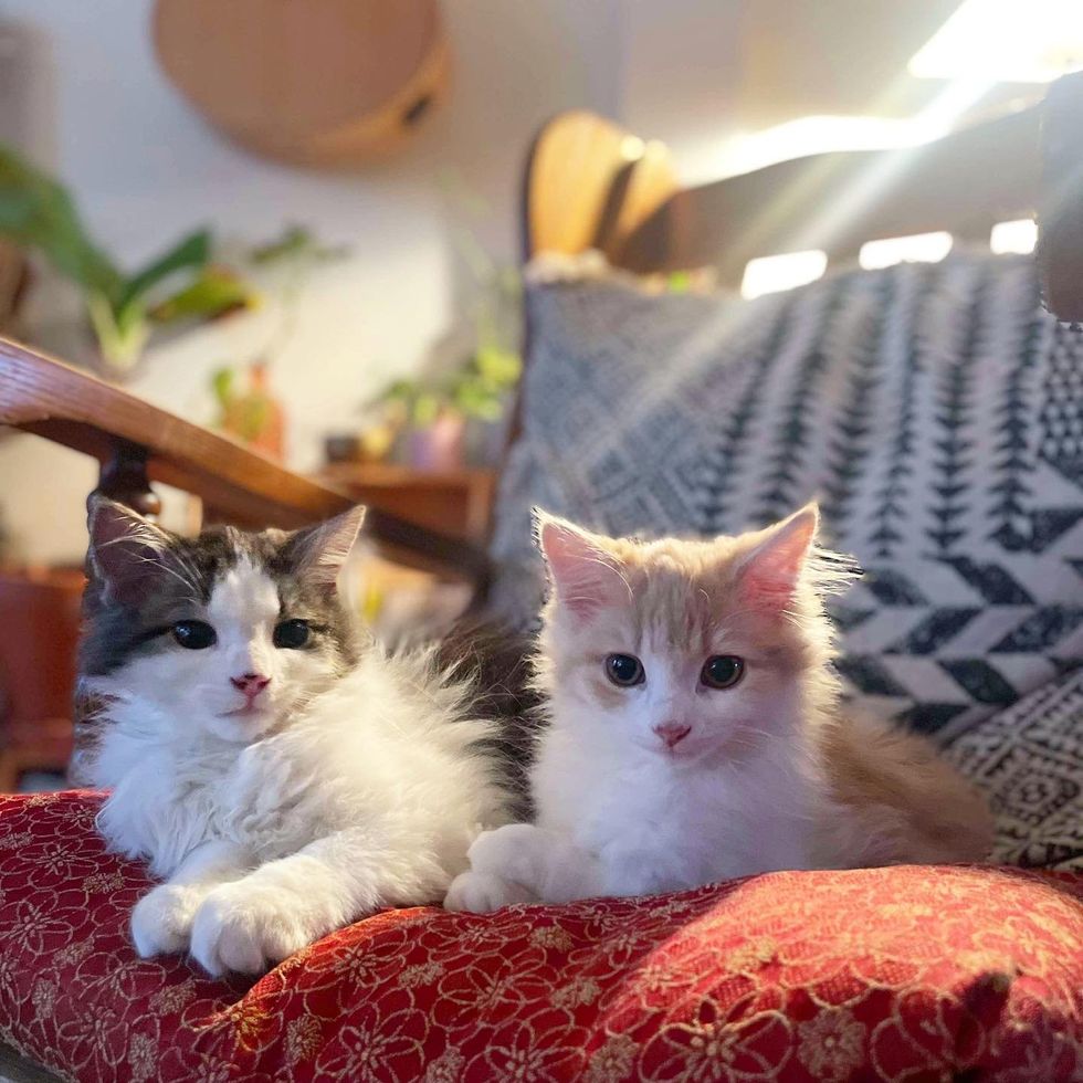 best friends kittens snuggles