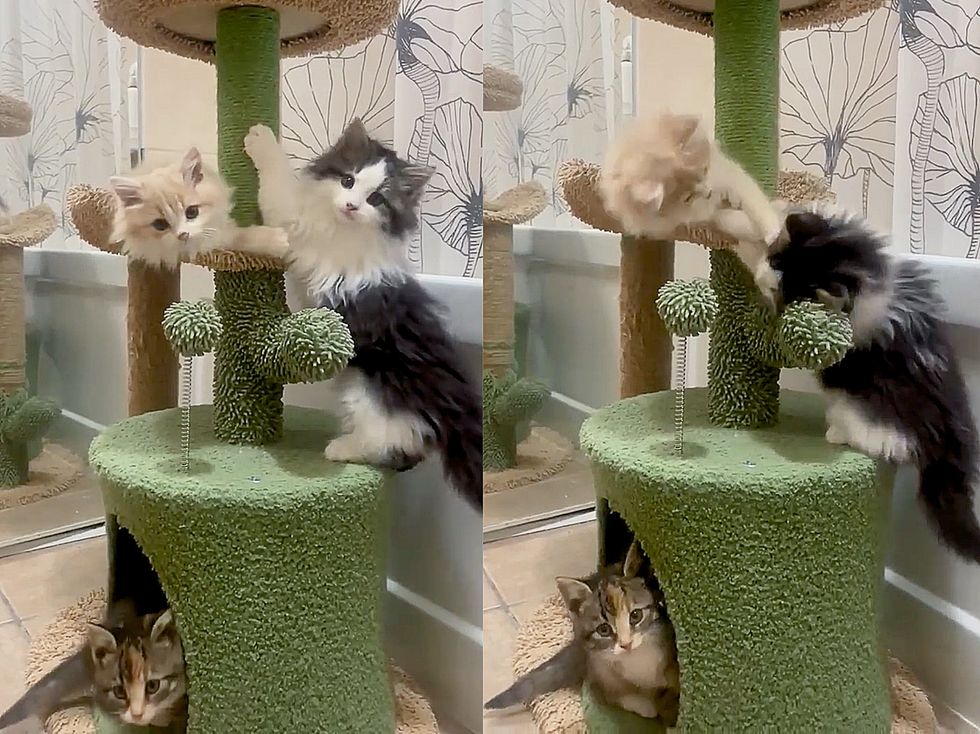 kittens playing cat tree