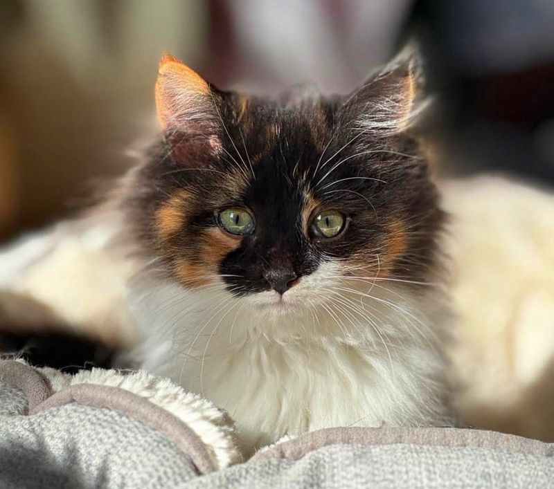 calico cat beautiful