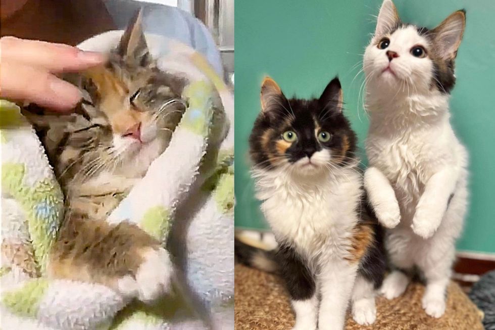 Person Went to Find a Stray Kitten But Saw Many More Cats Needing Her Help