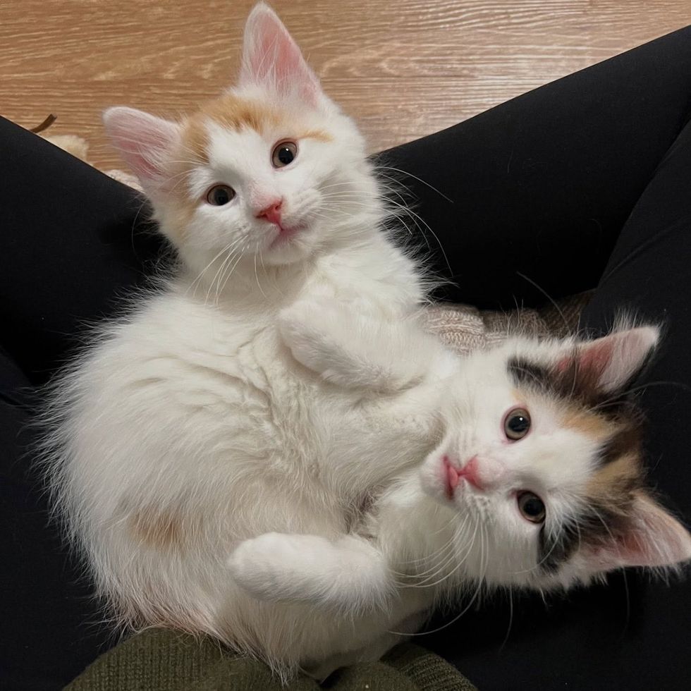 kittens lap cats