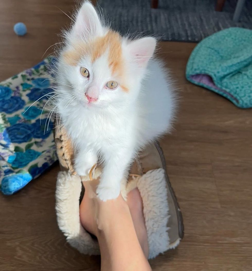 kitten sitting on feet