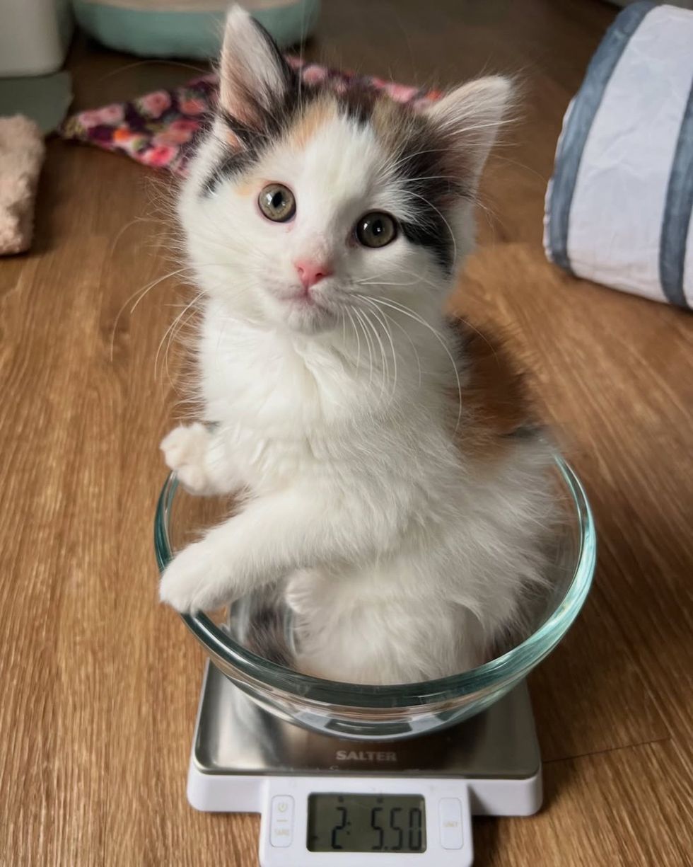 calico kitten glass bowl scale