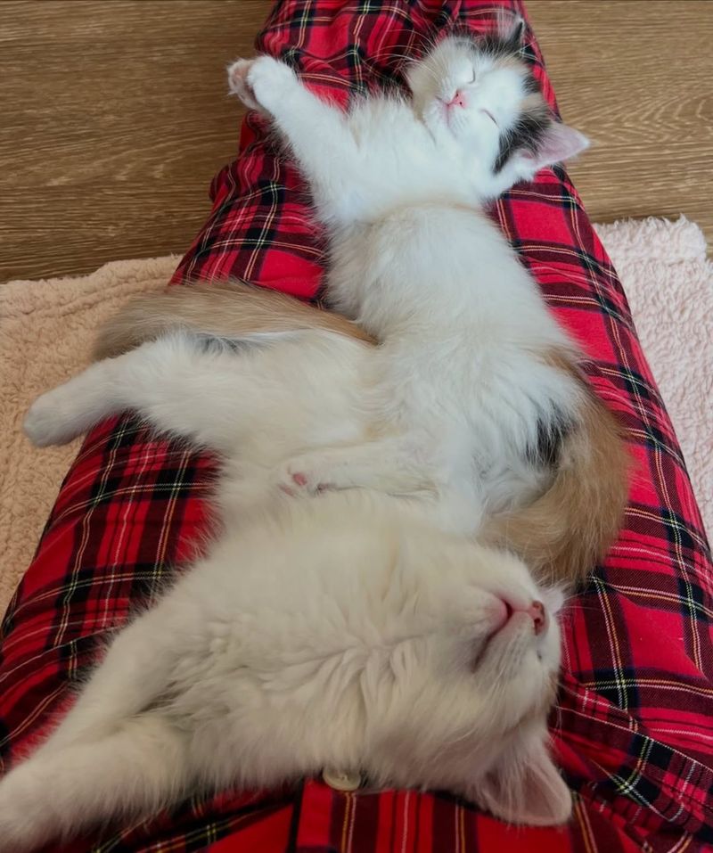 sleeping kittens lap cats