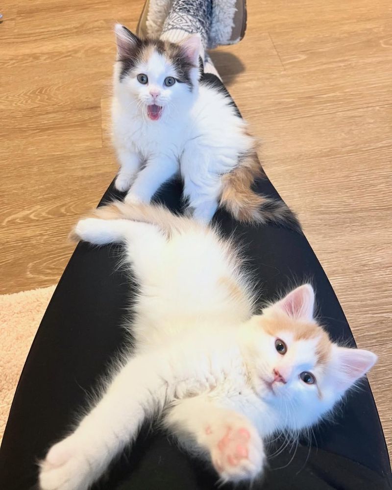 lap kittens happy