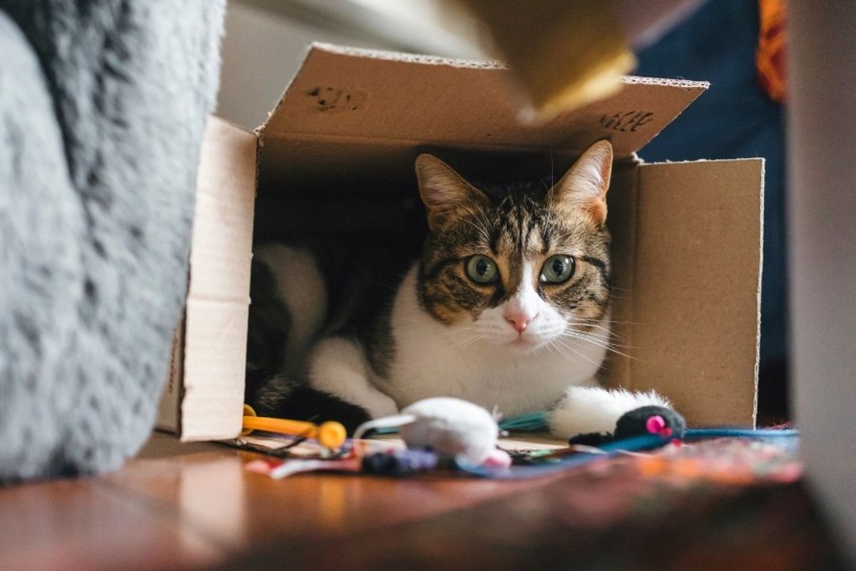 cat in a box