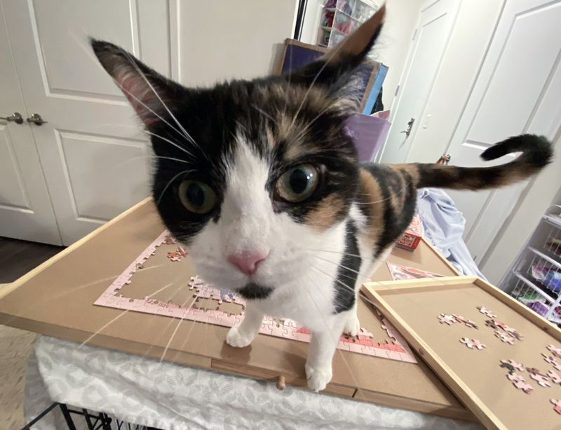 calico cat puzzles