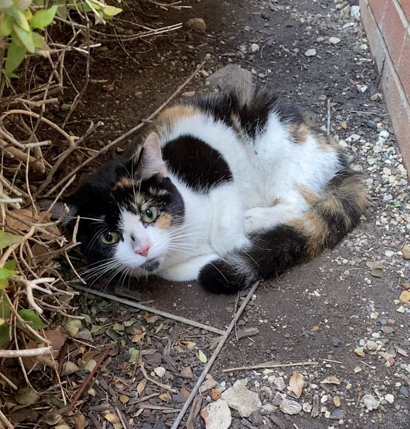 stray calico cat bushes