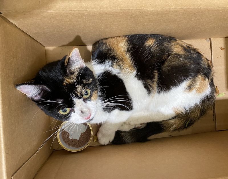 calico cat rescue box