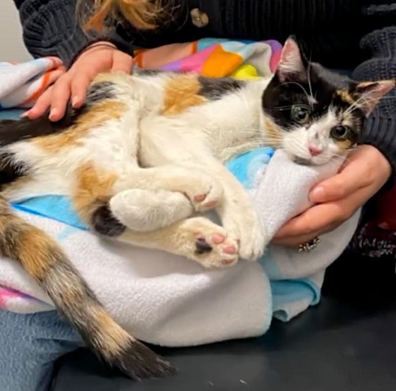 calico cat rescue snuggling