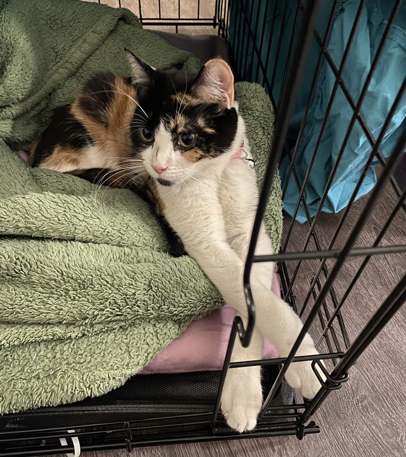 calico cat crate rest