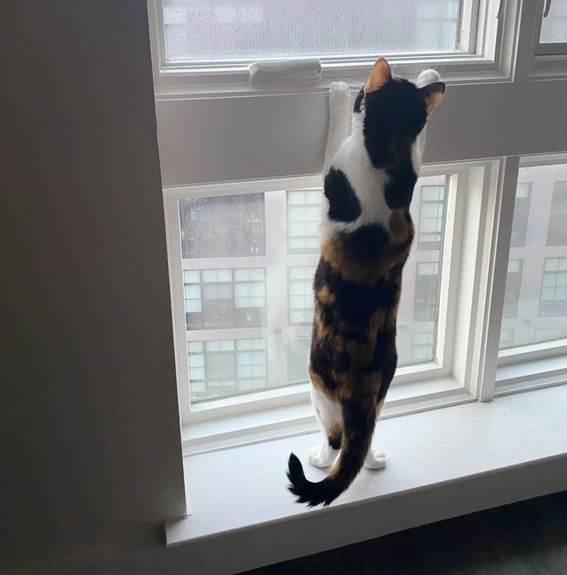 calico cat climbs window