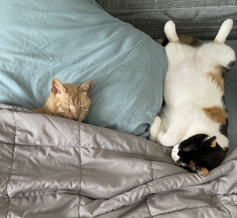 cats napping buddies