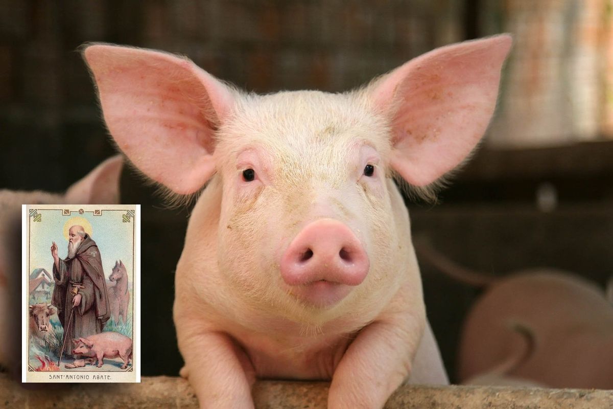 Dall’antica Roma fino a Sant’Antonio. Il maialino finisce nell’iconografia
