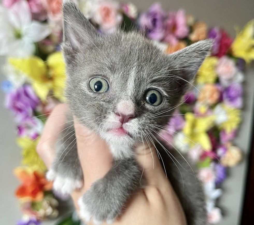 fluffy gray kitten