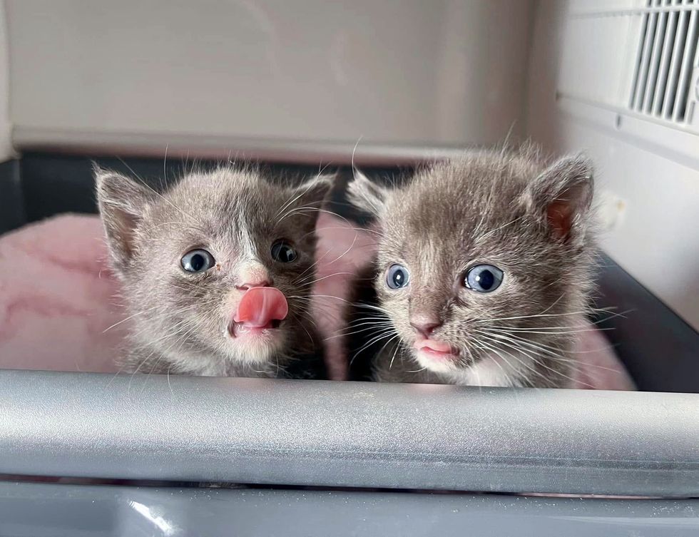 kittens siblings incubator