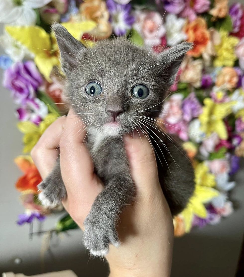 gray kitten cute