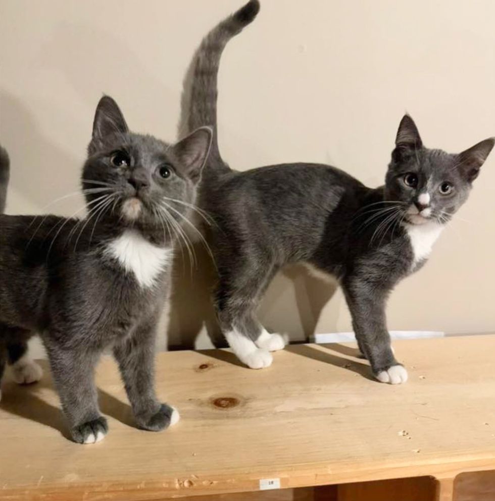 gray kittens siblings