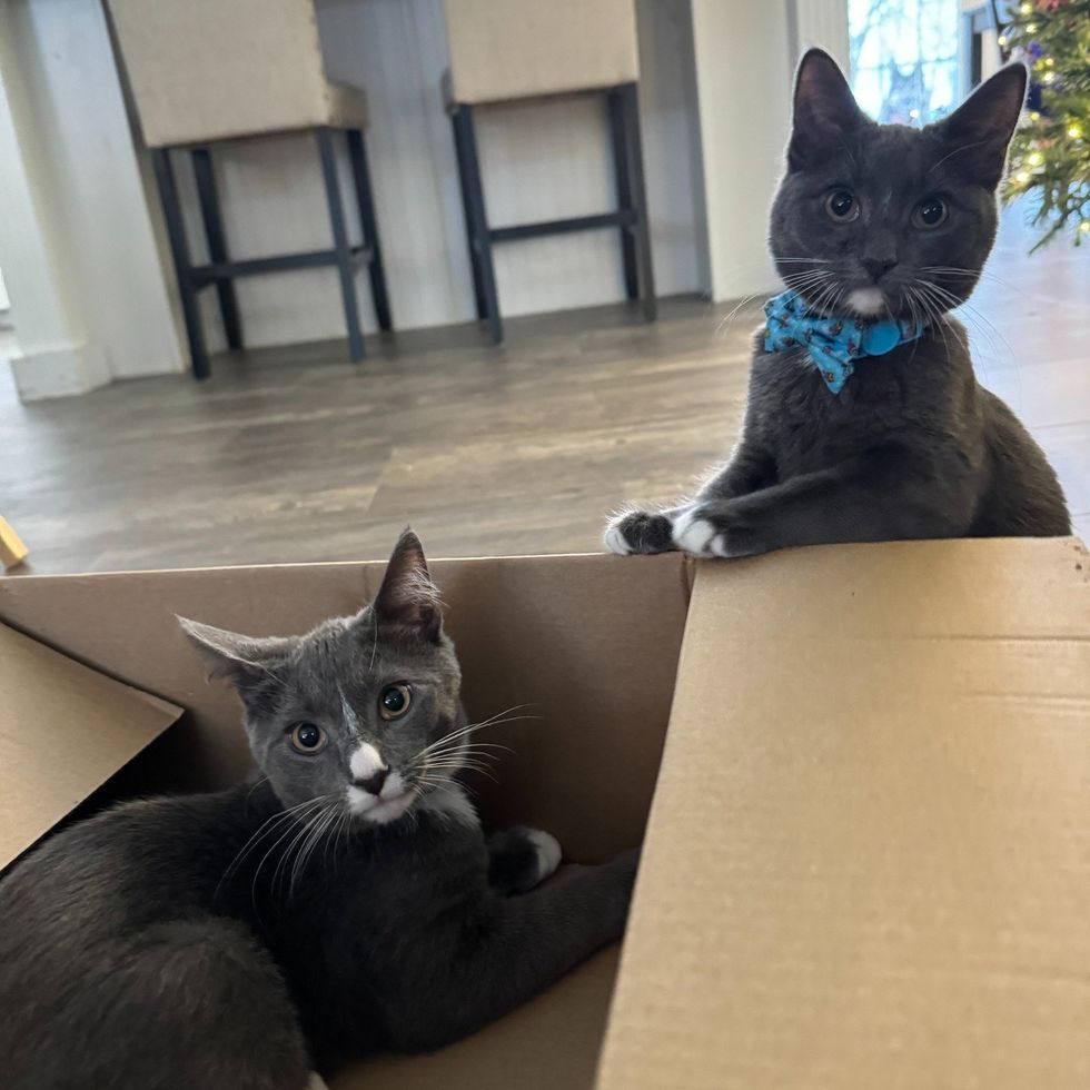 best friends gray cat