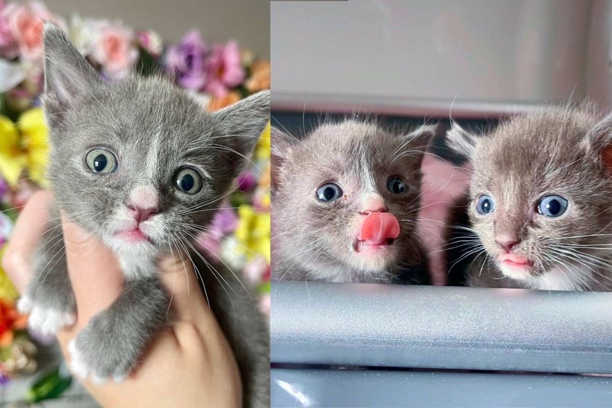 Kind Person Takes in Two Kittens, Leading Them to Find the Best Outcome They Could Ever Imagine