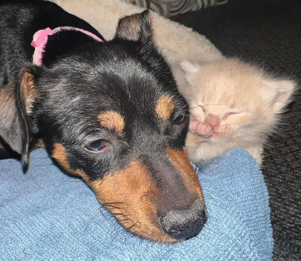 dog kitten snuggles