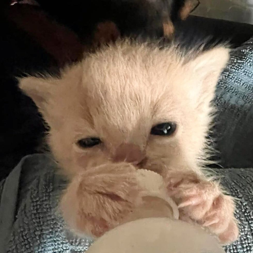 bottle kitten feeding