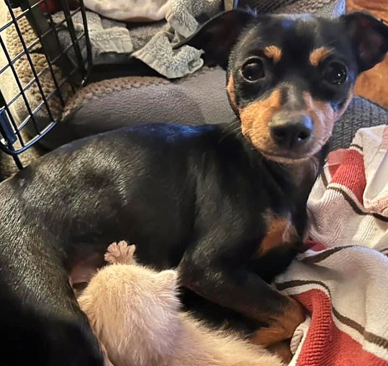 kitten nursing on dog