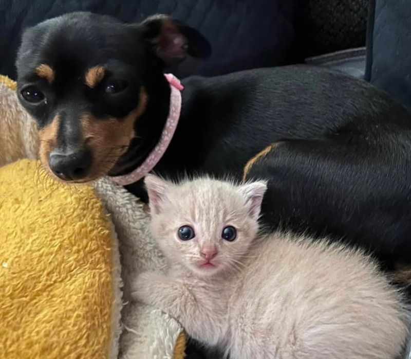 dog kitten snuggly friends