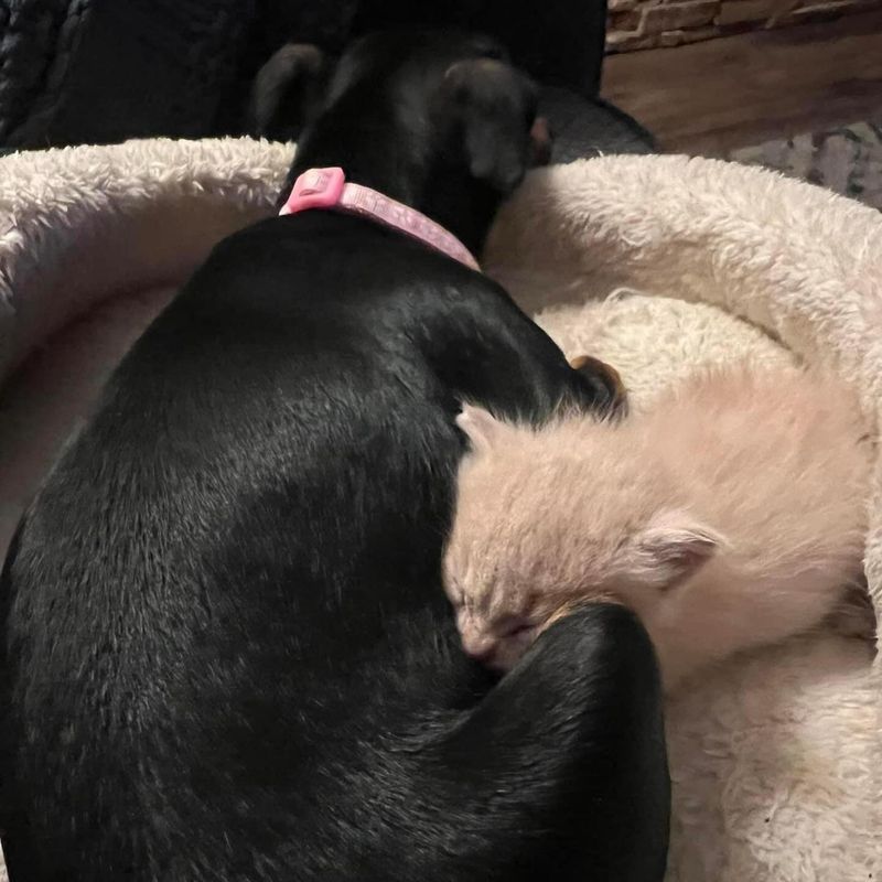 kitten dog best friends