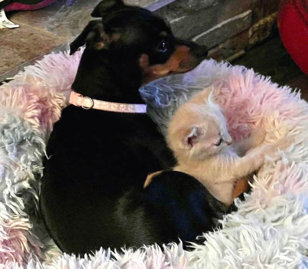 kitten dog snuggles bed