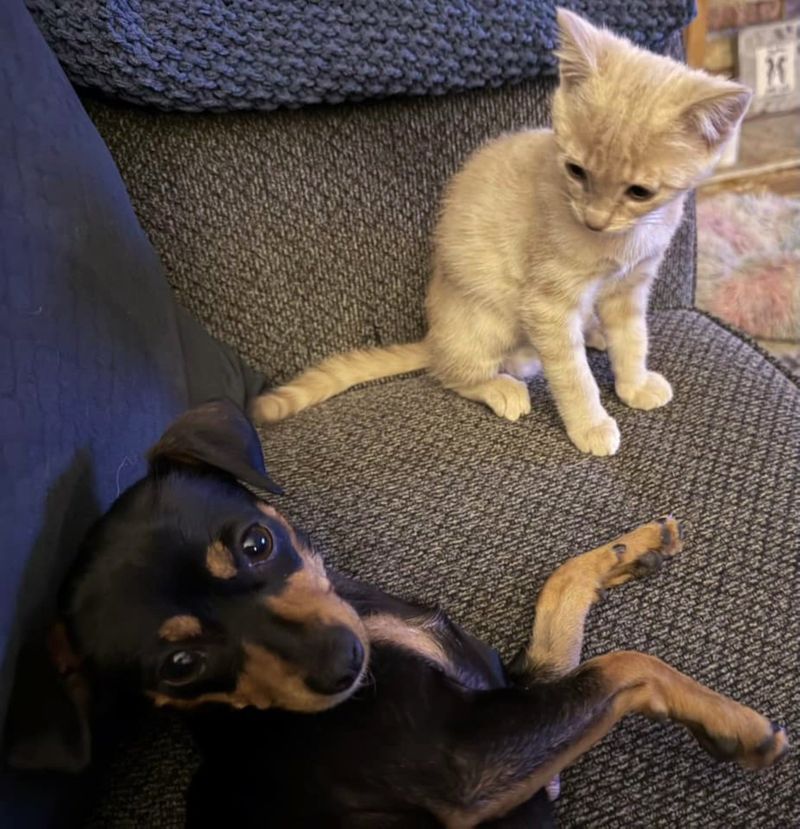 kitten dog best friends