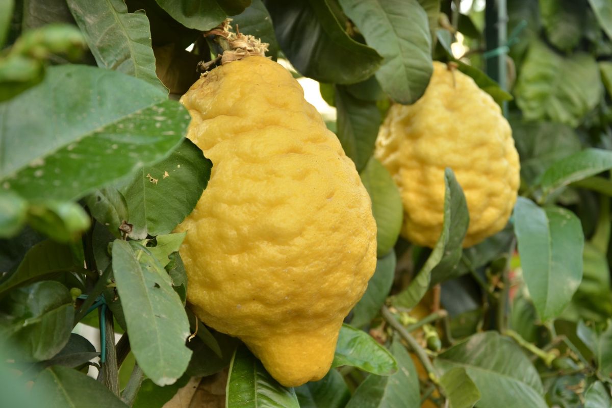 Dai giardini dell’Eden all’Europa: il cedro, l’agrume più antico