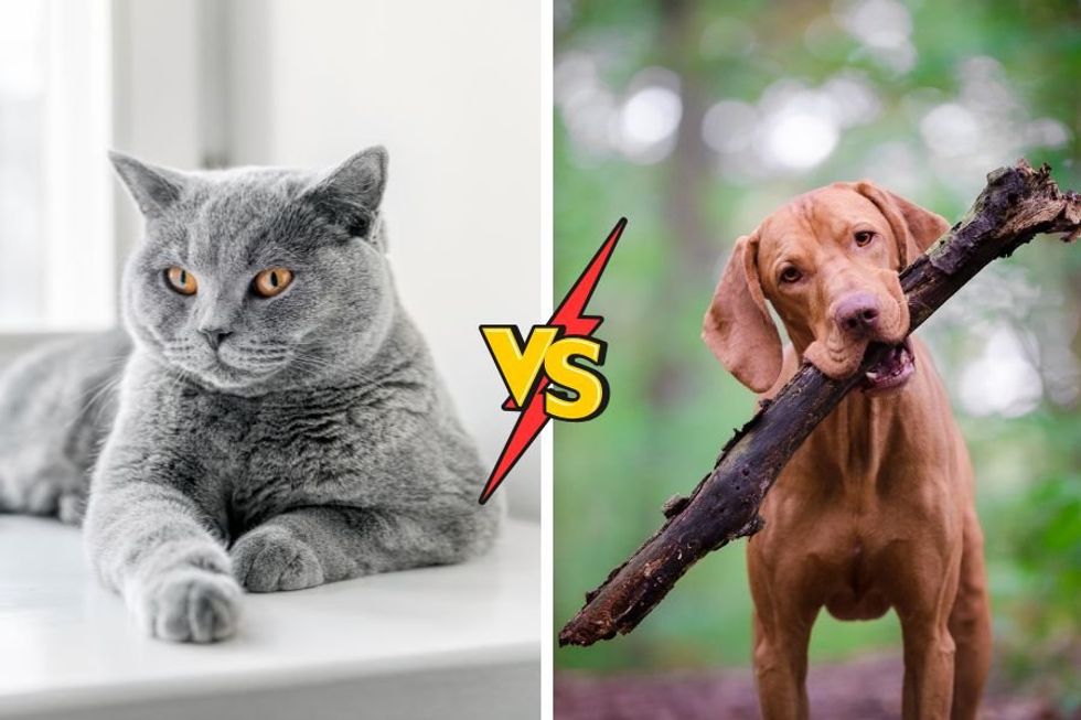 Studies show dogs and cats are equally as intelligent. Here's why people think cats are smarter.