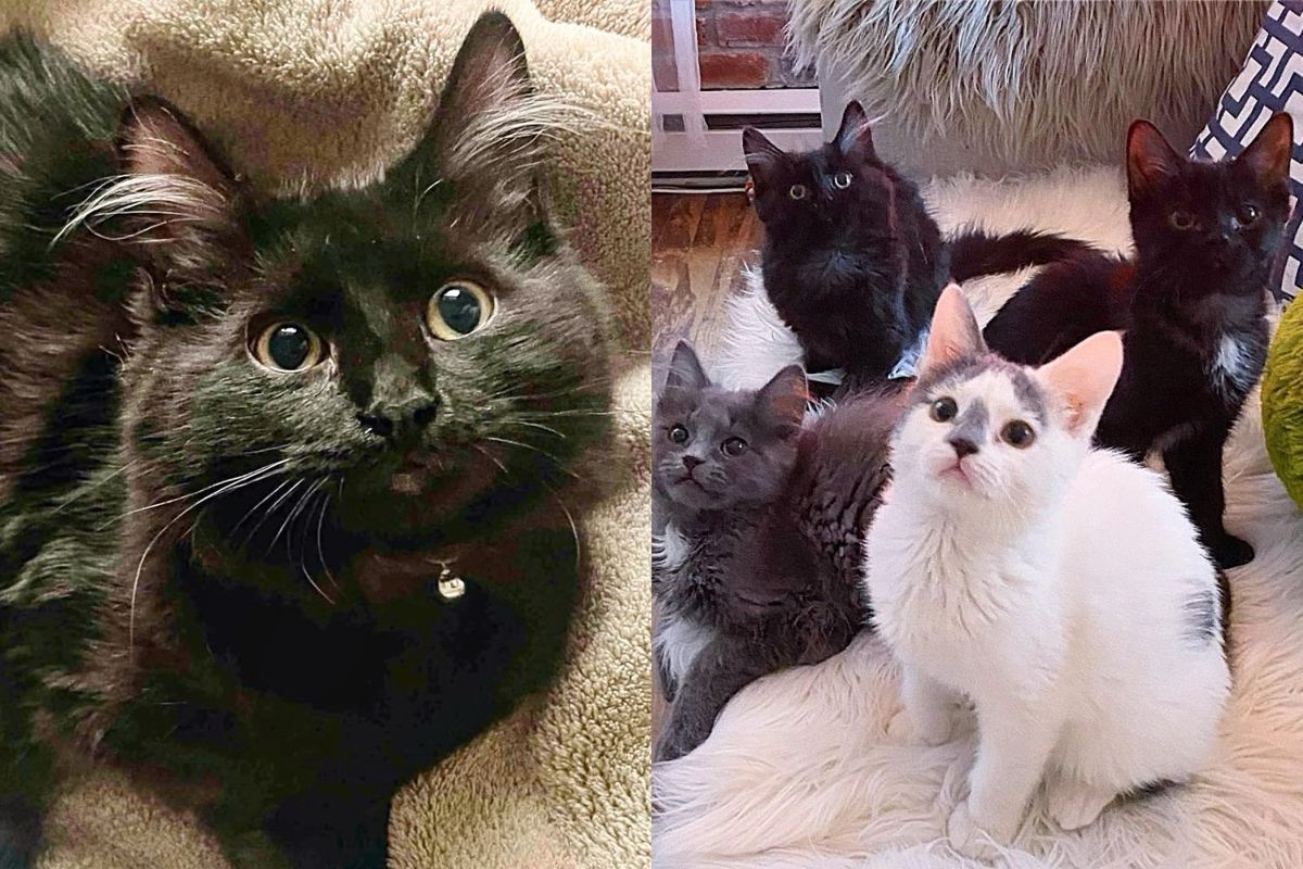 Kitten Sets Paw in House, Immediately Following the Other Cats, Determined to Be Part of Their Group