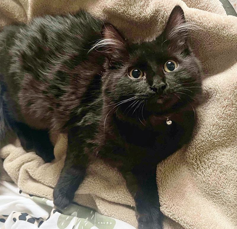 fluffy ear tufts kitten