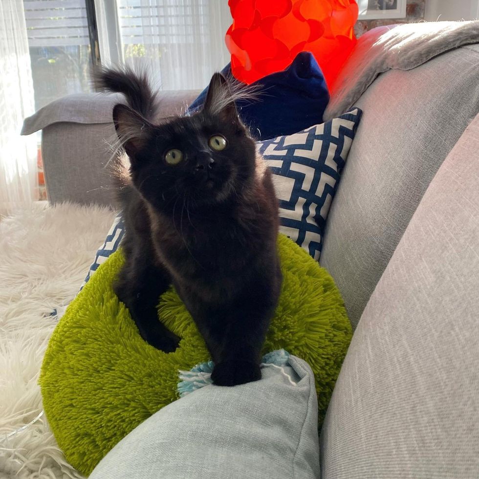 fluffy kitten ear tufts