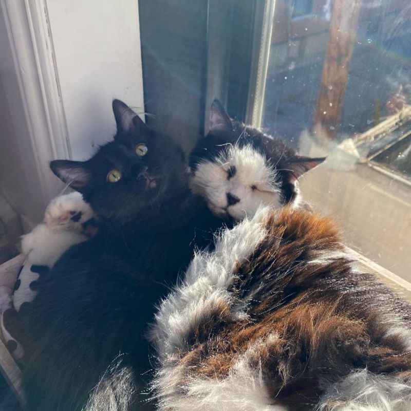 kitten cat sunbathing snuggles