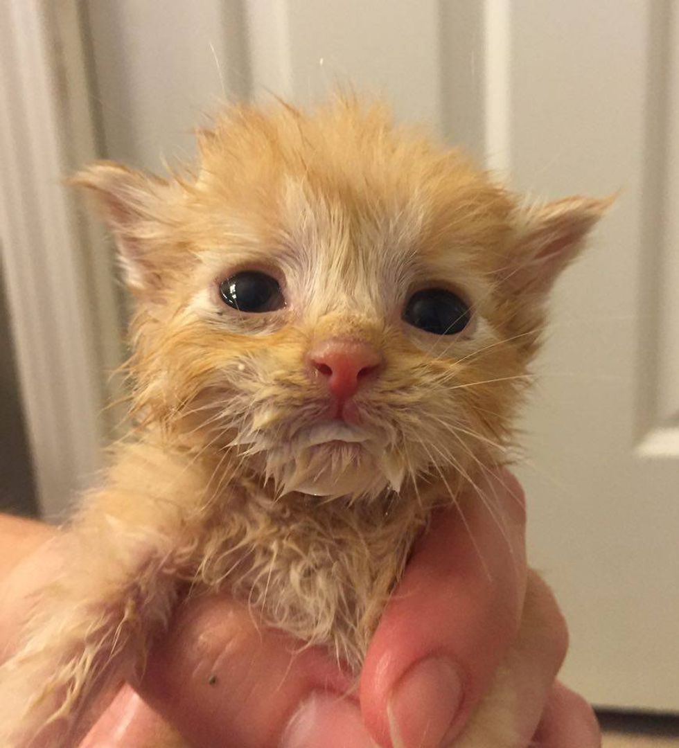 Slurpee The Orphaned Ginger Adopted By 9 Other Orphaned Kittens Love Meow