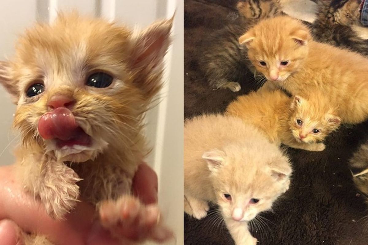 Slurpee the Orphaned Ginger Adopted by 9 Other Orphaned Kittens