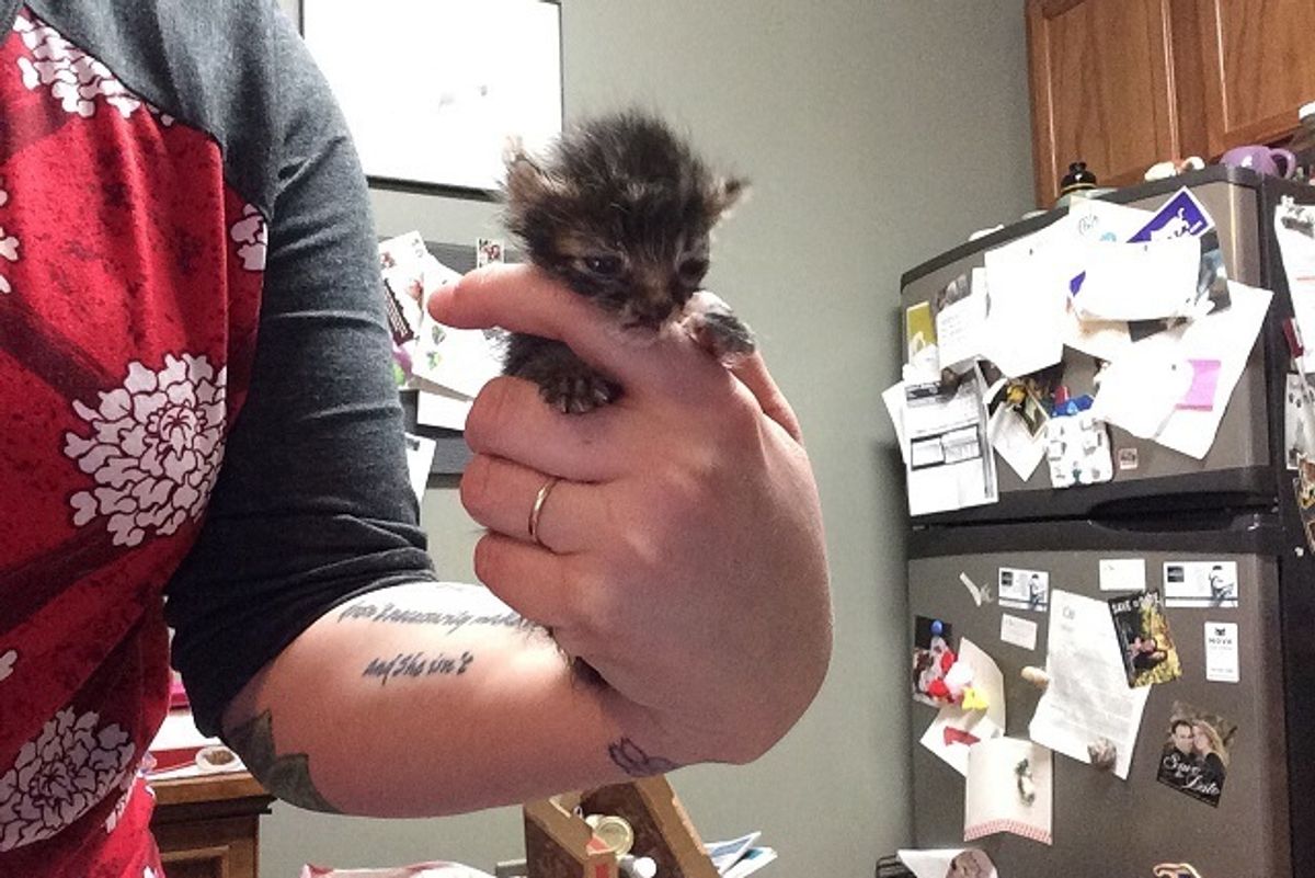 Micro Kitten Found Less than 2 Ounces, is Now Thriving