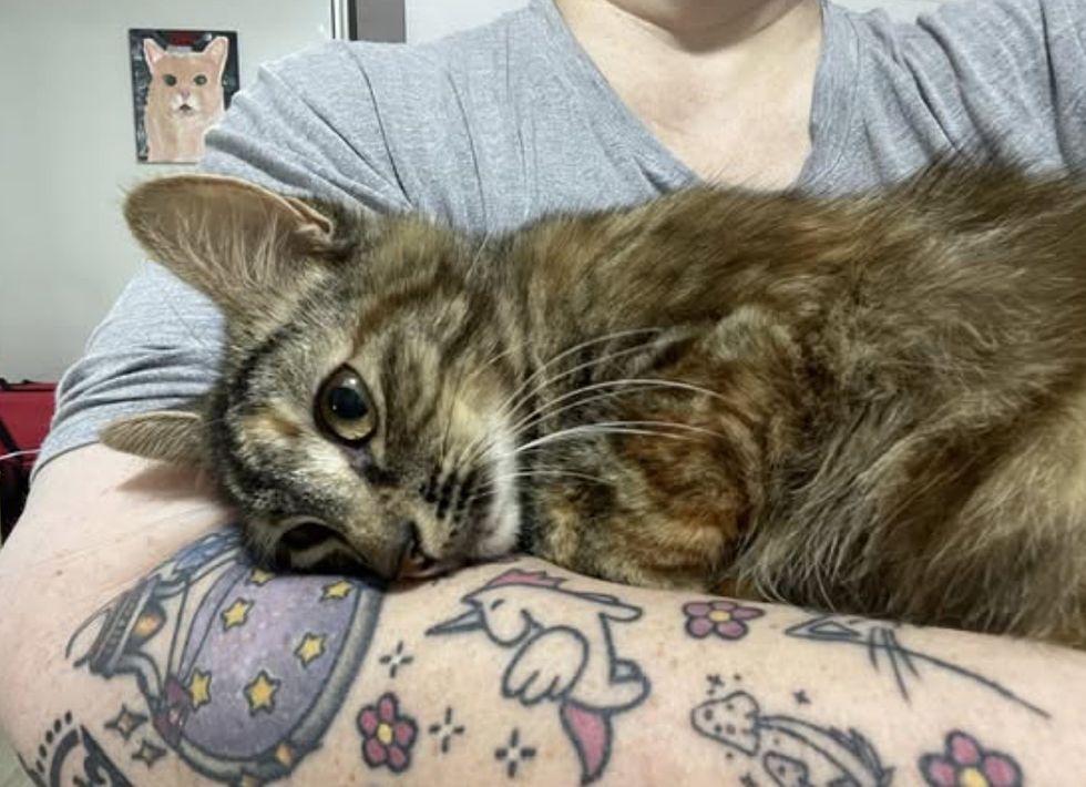 cute torbie snuggling arms