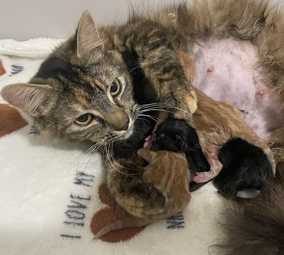 cat nursing kittens