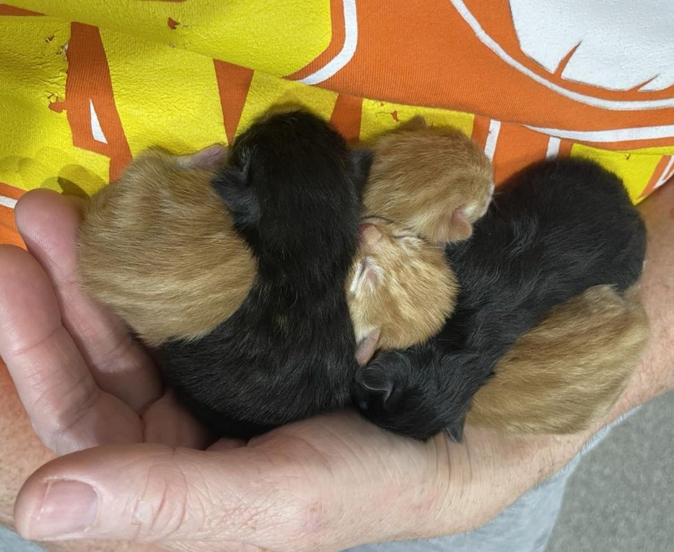 newborn kittens snuggling hands